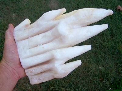 Hand Carved Calcite Sea Sponge Fingers on Base