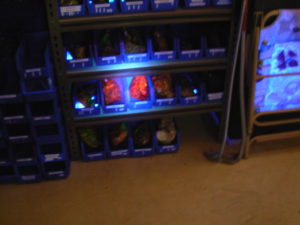 Way Too Cool C8 at 6ft