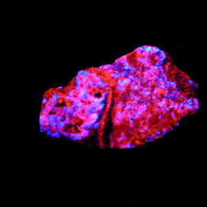 Fluorescent AZ 3 Pure Potential Mine