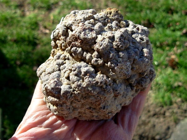 Ochoco Mountains 3.8″ Polished Thunderegg Half #5 - Image 3