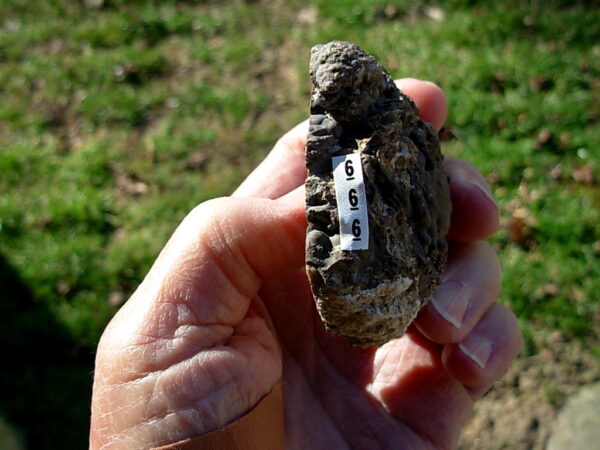 Pony Butte, Richardson Ranch Thunderegg Polished Half #6 - Image 2