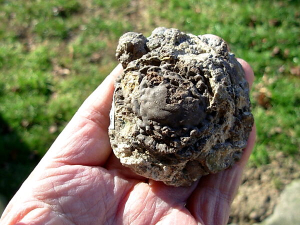 Pony Butte, Richardson Ranch Thunderegg Polished Half #6 - Image 4