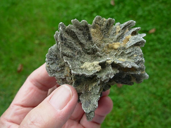 Selenite Desert Rose 1     Very Rare "Butterfly Selenite Rose" - Image 6