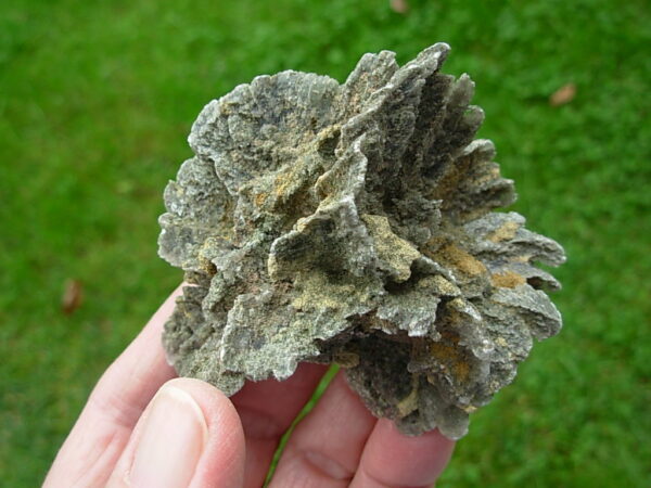 Selenite Desert Rose 1     Very Rare "Butterfly Selenite Rose"