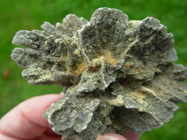 Selenite Desert Rose 1     Very Rare "Butterfly Selenite Rose" - Image 2