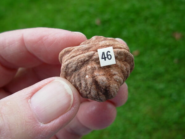 "Oklahoma Walnut" Barite Rose Rock 46 - Image 2