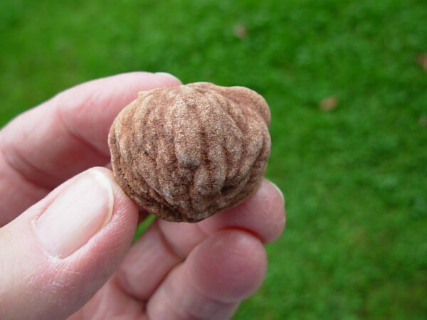 "Oklahoma Walnut" Barite Rose Rock 46 - Image 3
