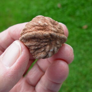 "Oklahoma Walnut" Barite Rose Rock 46