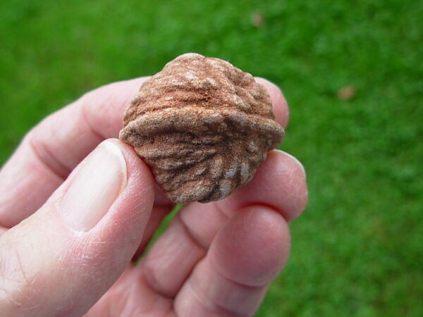 "Oklahoma Walnut" Barite Rose Rock 46