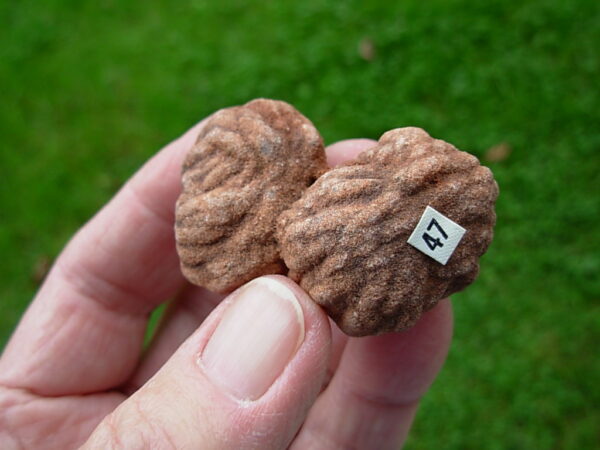 "Oklahoma Walnut" Barite Rose Rock 47 - Image 2