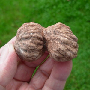 "Oklahoma Walnut" Barite Rose Rock 47