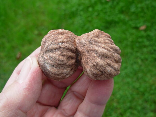 "Oklahoma Walnut" Barite Rose Rock 47