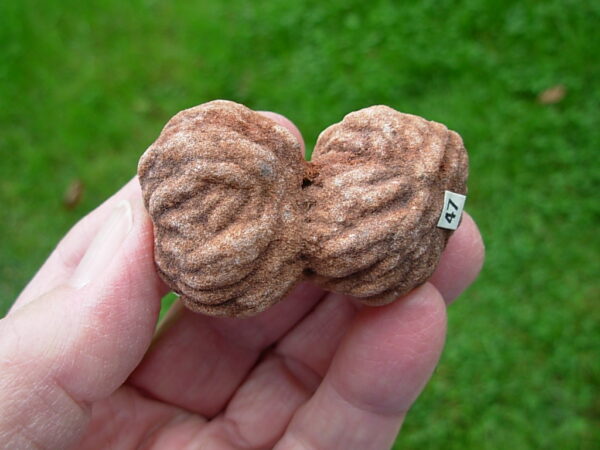 "Oklahoma Walnut" Barite Rose Rock 47 - Image 3