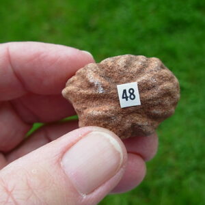 "Oklahoma Walnut" Barite Rose Rock 48