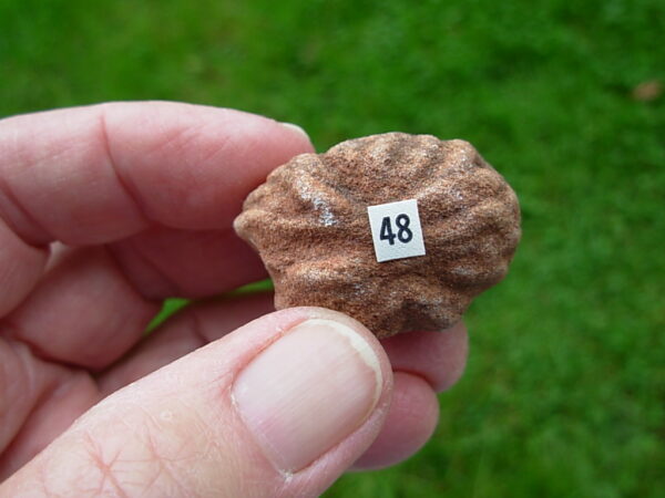 "Oklahoma Walnut" Barite Rose Rock 48