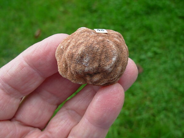 "Oklahoma Walnut" Barite Rose Rock 48 - Image 3
