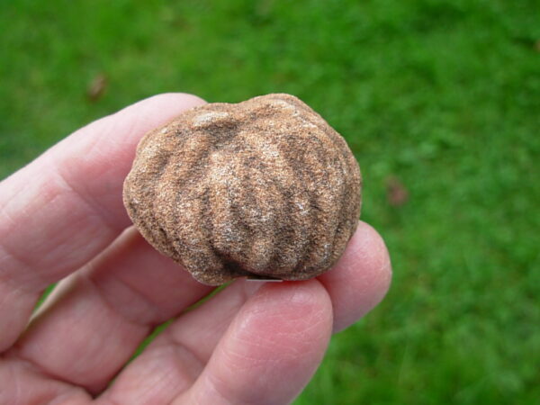 "Oklahoma Walnut" Barite Rose Rock 48 - Image 2