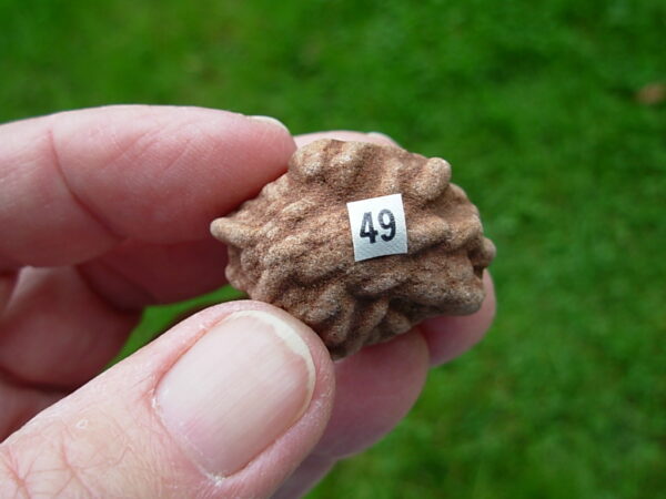 "Oklahoma Walnut" Barite Rose Rock 49 - Image 2