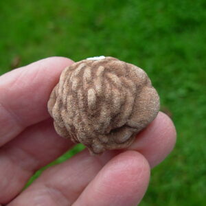 "Oklahoma Walnut" Barite Rose Rock 49