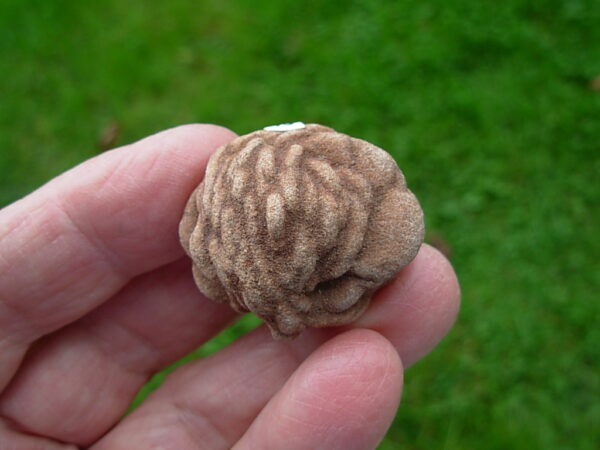 "Oklahoma Walnut" Barite Rose Rock 49