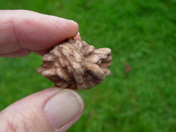 "Oklahoma Walnut" Barite Rose Rock 49 - Image 3