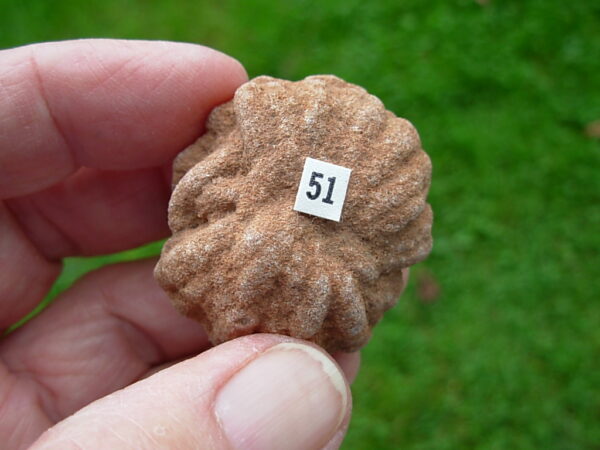 "Oklahoma Walnut" Barite Rose Rock 51 - Image 2