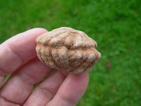 "Oklahoma Walnut" Barite Rose Rock 51 - Image 3