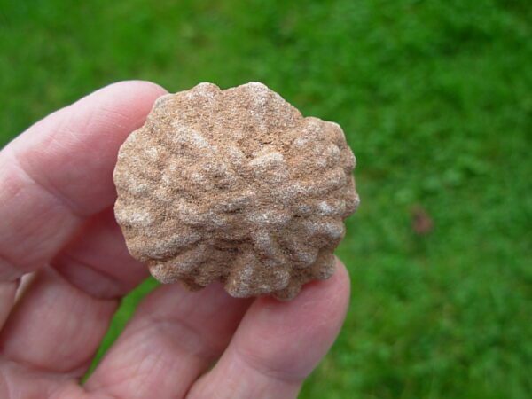 "Oklahoma Walnut" Barite Rose Rock 51 - Image 4