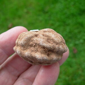 "Oklahoma Walnut" Barite Rose Rock 51