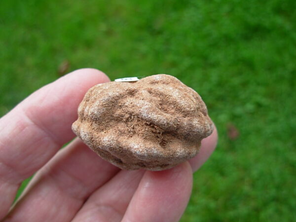 "Oklahoma Walnut" Barite Rose Rock 51
