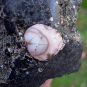 Thomsonite with Polished Face in Basalt Matrix 20