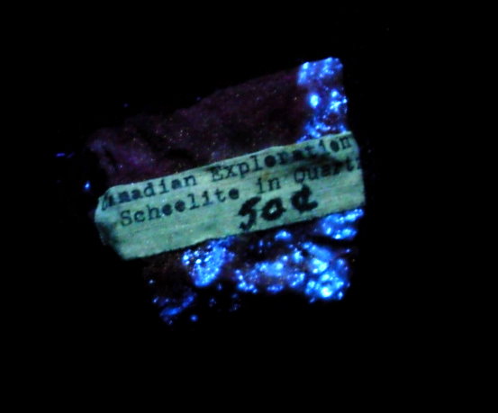 Fluorescent 11 Rare Old Stock Scheelite in Quartz - Image 3